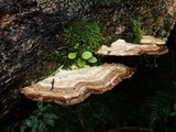 Trametes orientalis image
