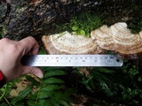 Trametes orientalis image