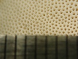 Trametes orientalis image