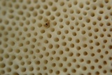 Trametes orientalis image
