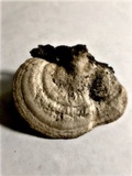Lenzites elegans image
