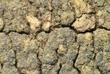 Lecanora expallens image