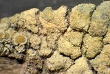 Lecanora expallens image