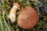 Suillus lakei image