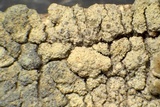 Lecanora expallens image