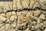 Lecanora expallens image