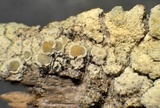 Lecanora expallens image