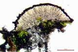 Lecanora expallens image