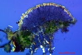 Lecanora expallens image