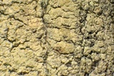 Lecanora expallens image
