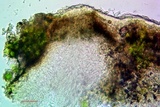 Lecanora expallens image