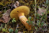 Suillus lakei image