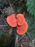 Earliella scabrosa image