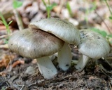 Megacollybia rodmanii image