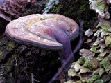 Ganoderma curtisii image