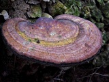 Ganoderma curtisii image