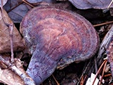 Ganoderma curtisii image