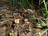 Psilocybe tasmaniana image