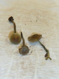 Psilocybe tasmaniana image