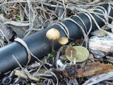 Psilocybe tasmaniana image