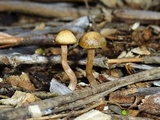 Psilocybe tasmaniana image