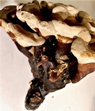 Ganoderma multipileum image