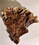 Ganoderma multipileum image