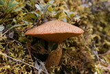Suillus lakei image