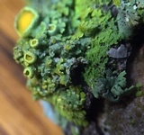 Xanthomendoza hasseana image