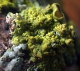 Xanthomendoza hasseana image