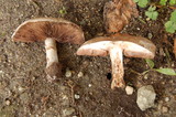 Agaricus bisporus image