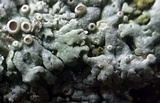 Physcia aipolia image