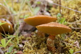Suillus lakei image