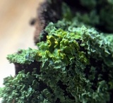 Physcia millegrana image