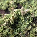 Physcia millegrana image