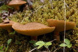 Suillus lakei image