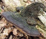 Phellinus robiniae image