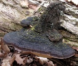 Phellinus robiniae image
