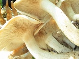 Lepista subconnexa image