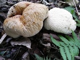 Calvatia craniiformis image