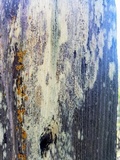 Lecanora expallens image