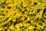 Xanthoria fulva image