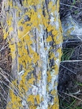 Xanthoria fulva image