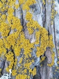 Xanthoria fulva image