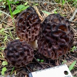 Morchella snyderi image