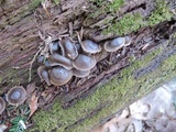 Mycena aprilis image