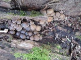 Mycena aprilis image