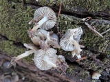 Mycena aprilis image
