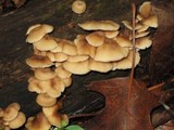 Lentinellus micheneri image