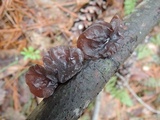 Exidia crenata image